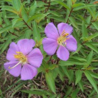 Osbeckia aspera Blume